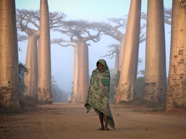 avenija drveca i djevojka, Madagaskar