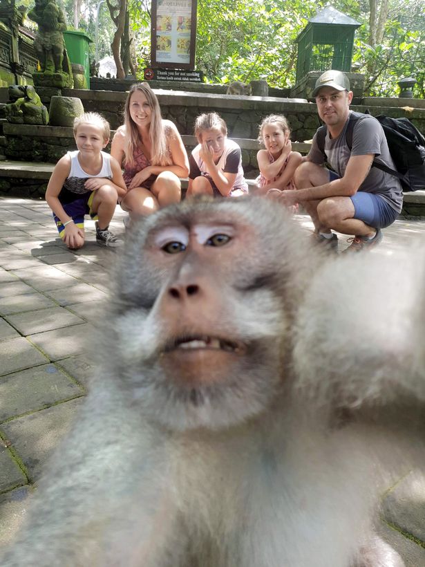 majmun sa turistima