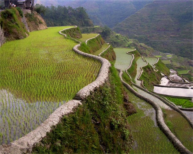 Terase rizinih polja