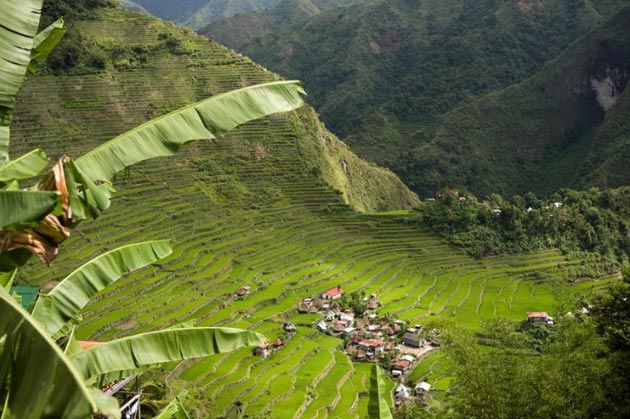 Terase rizinih polja