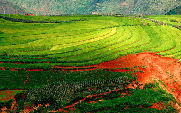 Lexiaguo, sarena polja