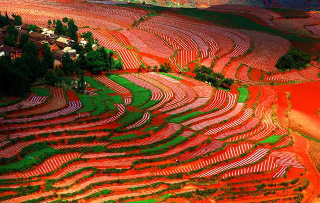 Lexiaguo, sarena polja