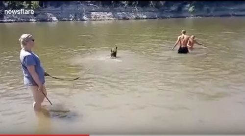 Mladi medvjed na kupanju u rijeci