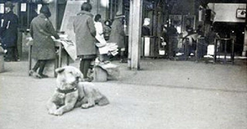 Hachiko