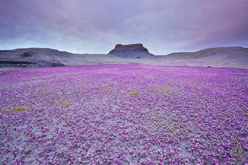 Atacama